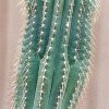 Coleocephalocereus_pluricostatus